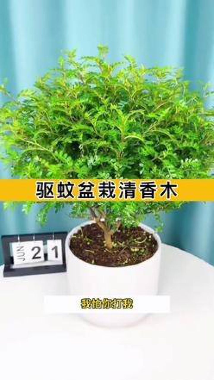 室内大盆绿植盆栽，驱蚊神器助你打造舒适居家环境