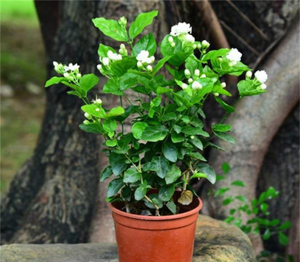 茉莉花，室内花卉绿植盆栽的魅力