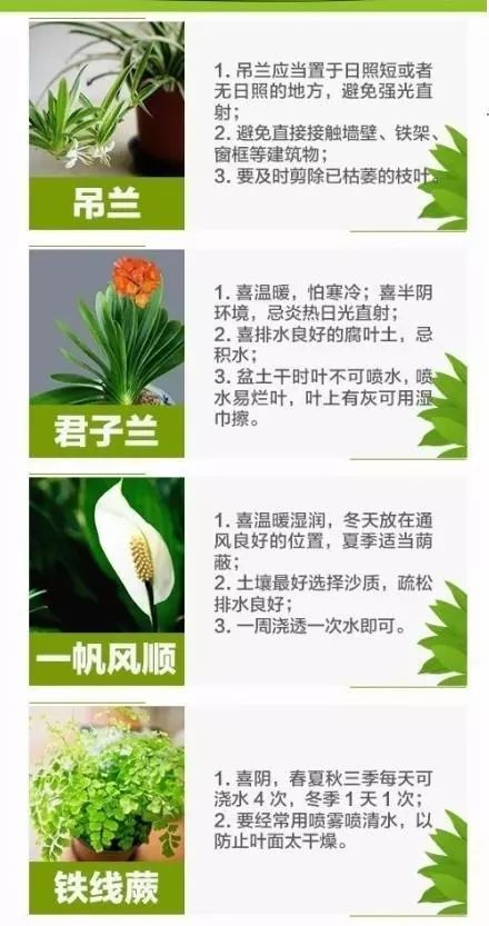 室内绿植大全，盆栽植物的选择与养护指南