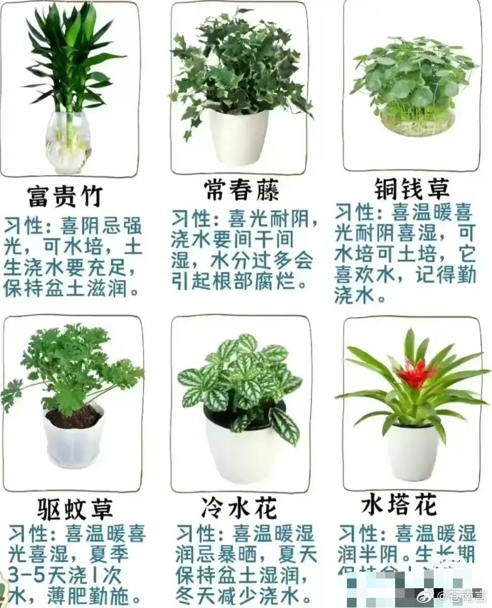 室内绿植盆栽种植指南