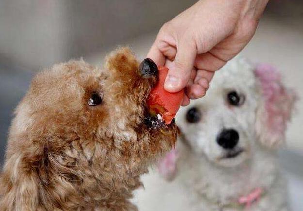 纯种泰迪犬的饮食指南，探究泰迪犬应该吃什么