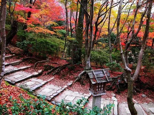 千岛湖枫叶湾——探寻秋色的绝佳之地