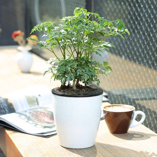 室内迷你绿植小盆栽，美化居室的理想选择