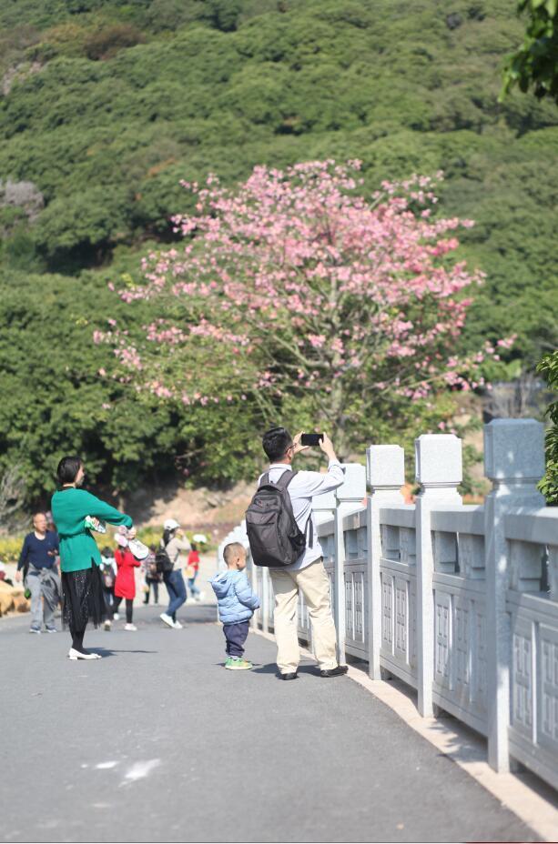 深圳森林公园露营地，自然与都市的完美结合