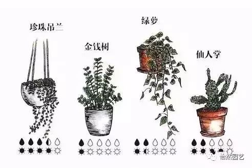 耐寒绿植盆栽室内种植方法与养护指南——视频教程分享