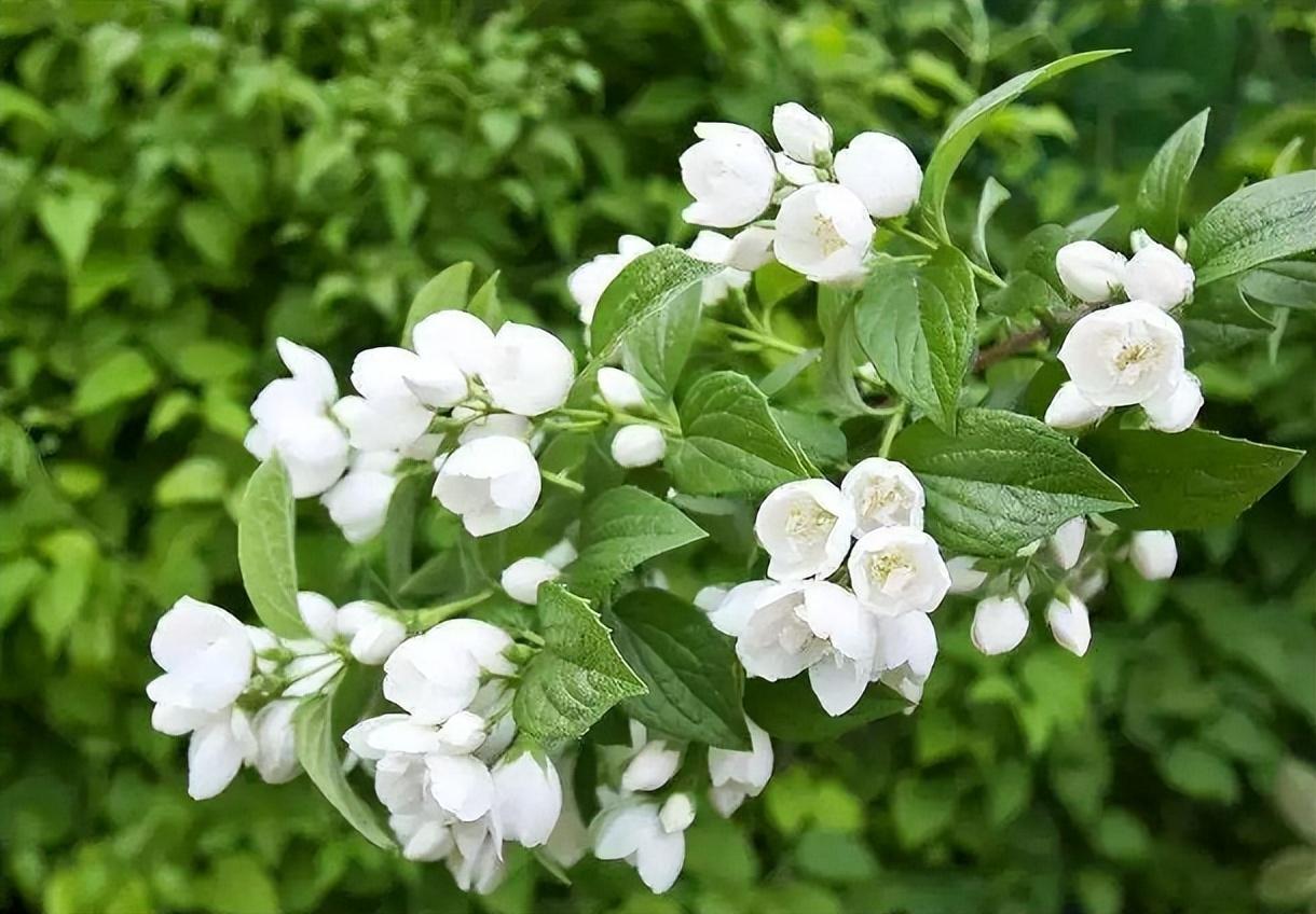 室内放绿植盆栽的好处