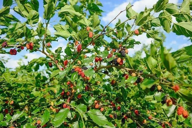 室内盆栽苹果树，大盆绿植的魅力与养护