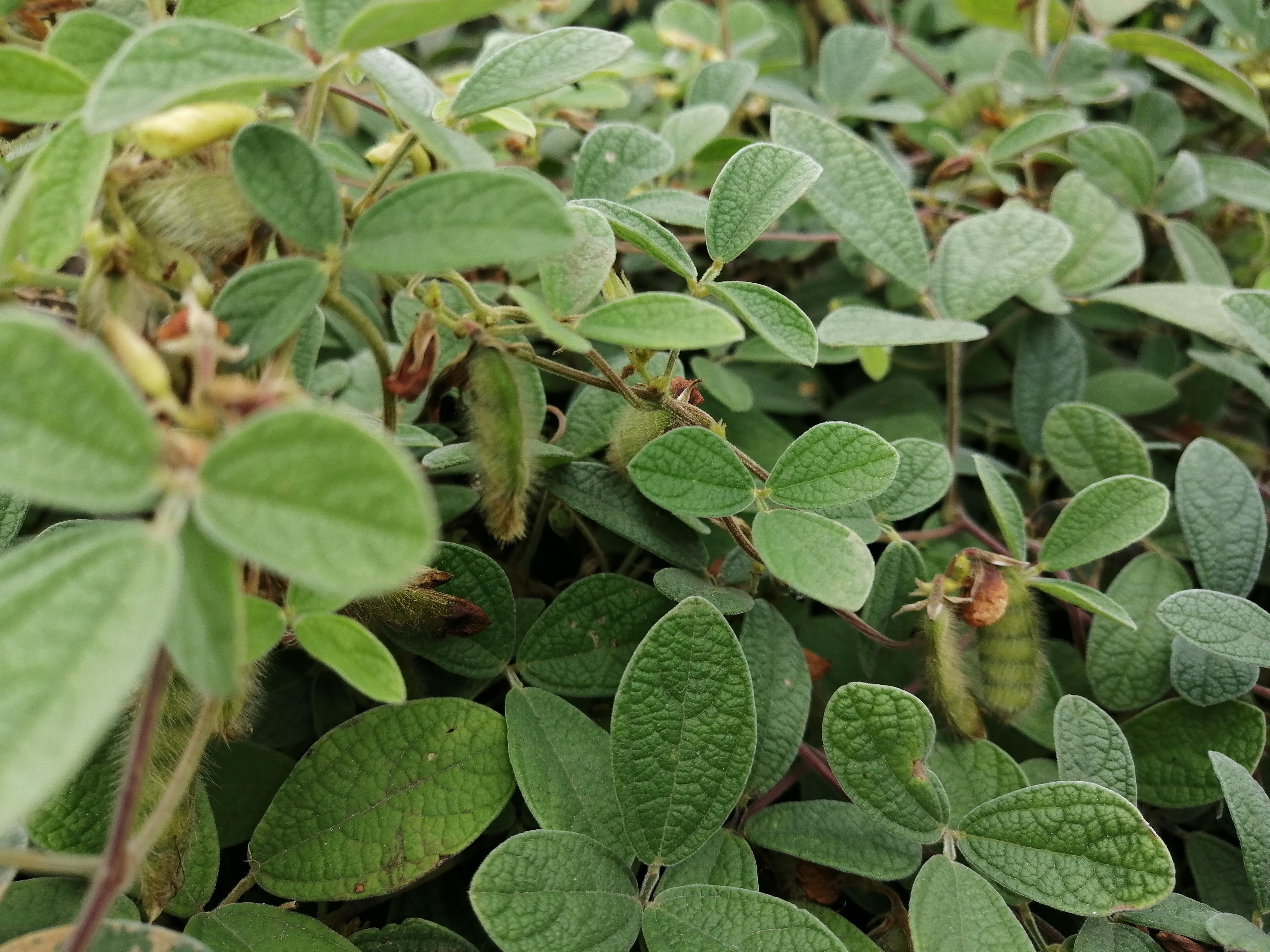 绿植盆栽室内果实，美化家居，增添生活情趣