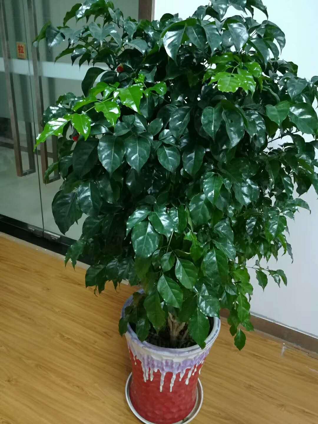 室内适合栽种的绿植盆栽