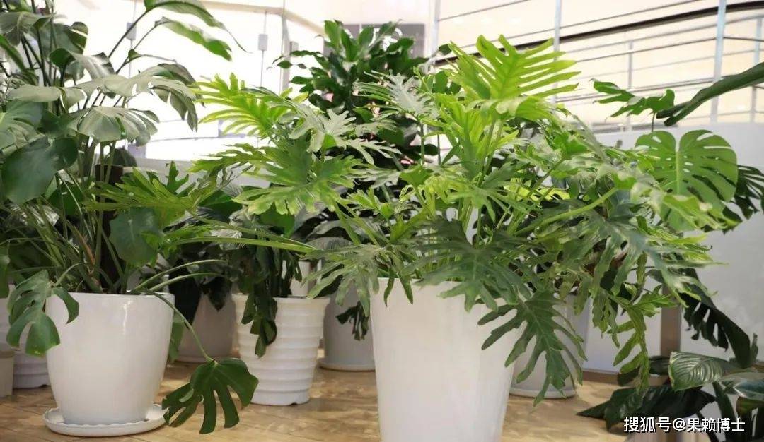 室内绿植盆栽，大棵绿植的种植与养护