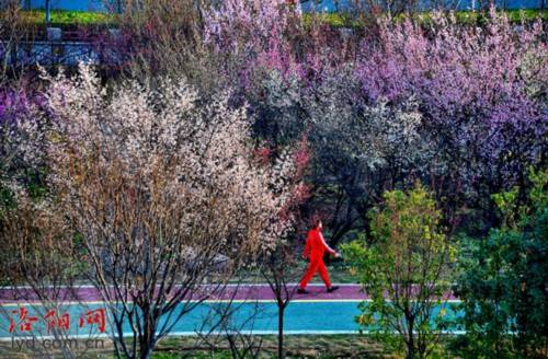 北京奥林匹克公园桃花沟，一幅春天的生机画卷