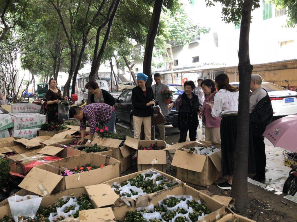 室内桌面绿植盆栽造景，美化生活的小确幸