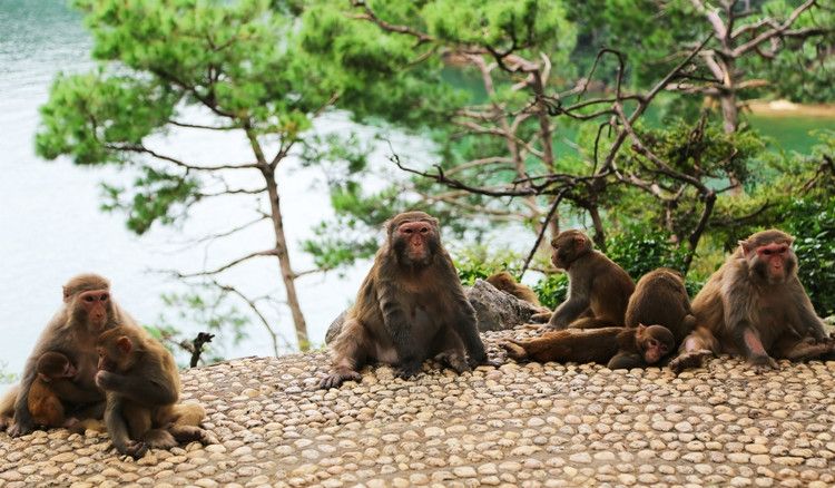 千岛湖猴岛旅游攻略，地理位置与探索指南