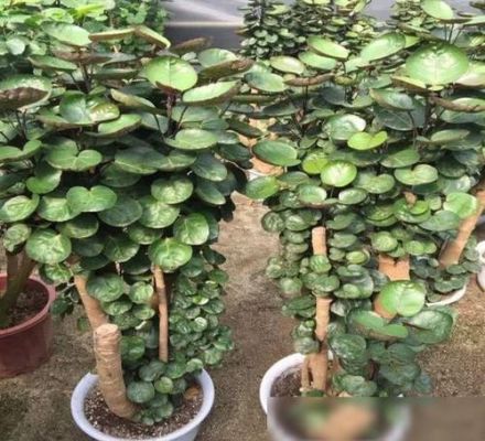 室内绿植盆栽，金钱兜的种植与美学价值