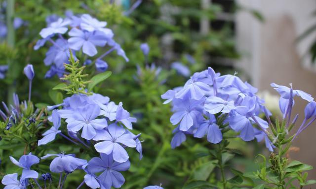 室内蓝雪花绿植盆栽的魅力与养护技巧