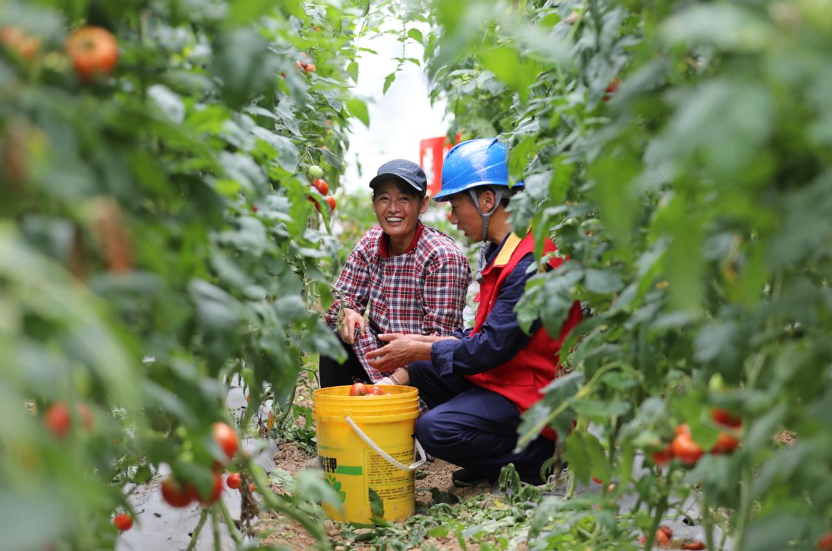 番茄影视，点亮影视娱乐的新纪元