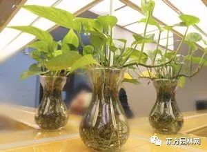 室内盆栽绿植水培的养护方法与技巧