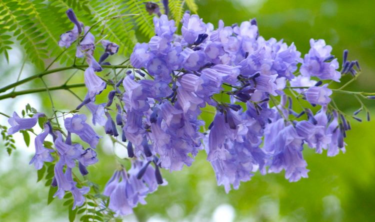 室内大棵蓝楹花盆栽，绿植中的璀璨明珠