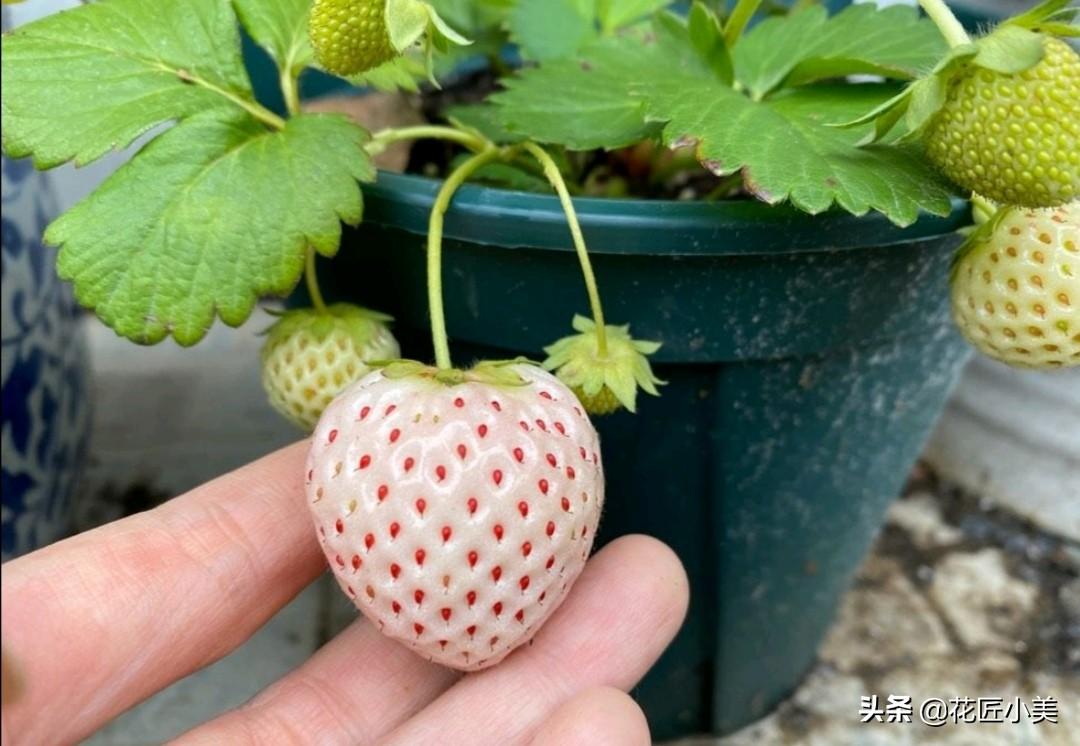 红颜盆栽，居家室内绿植的艺术与实用