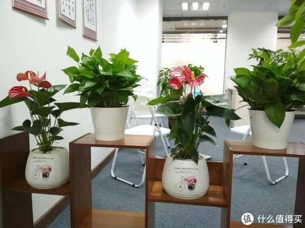 办公室绿植盆栽饰品，美化工作环境的新趋势