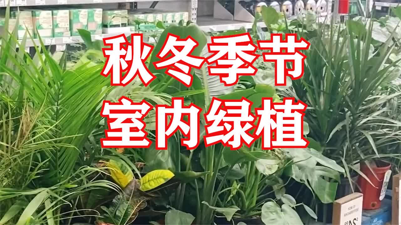 室内桌面绿植小盆栽的魅力与养护指南