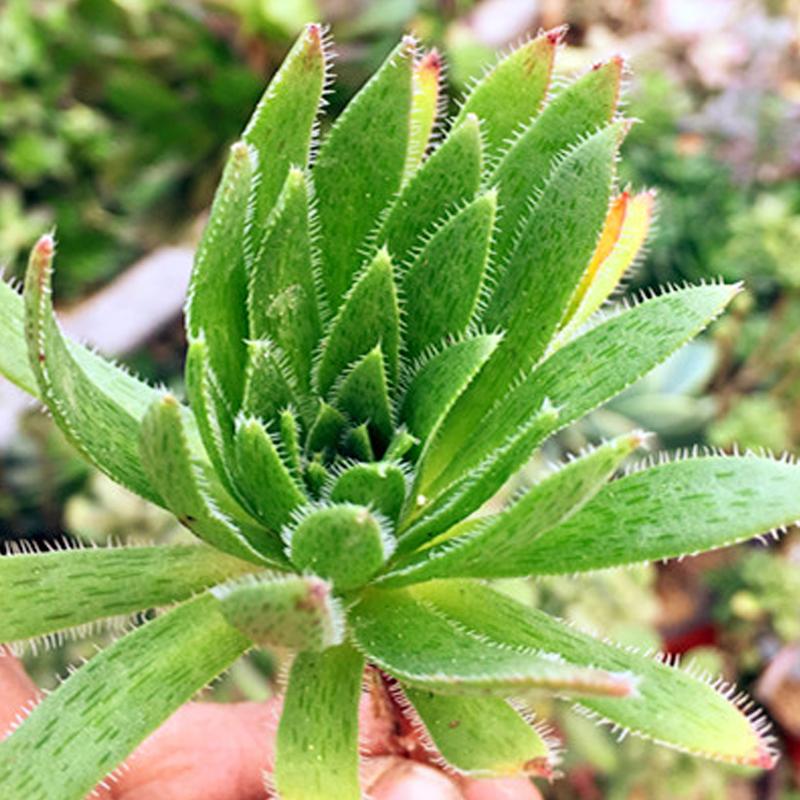 四季常青室内绿植小盆栽，美化生活的绿色精灵