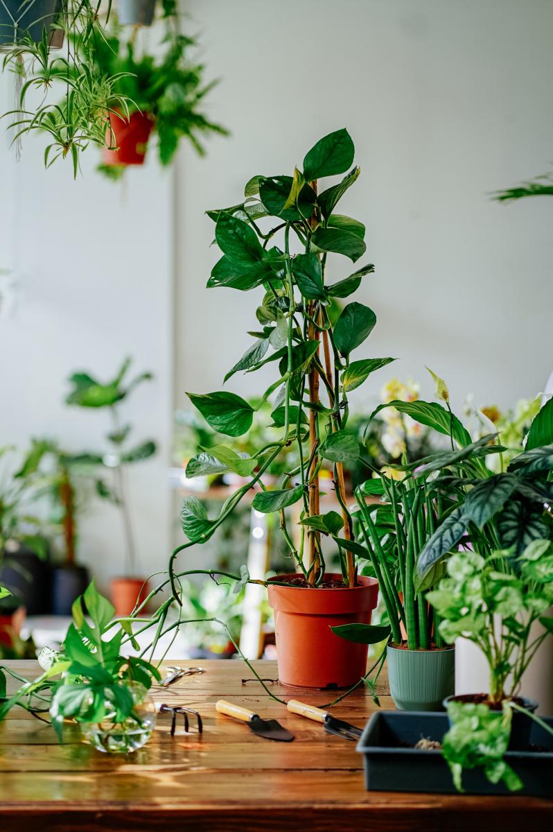 昆明绿植盆栽室内养护指南