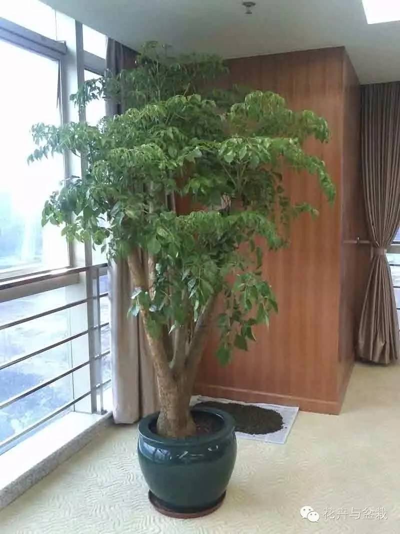 室内绿植盆栽树，大棵绿植的魅力与养护