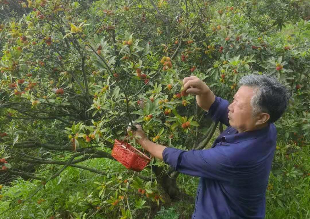 千岛湖鲜果之旅，一盒鲜水果背后的故事