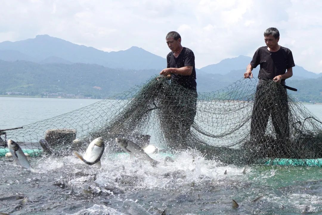 一天挣5000块钱的捕鱼生活