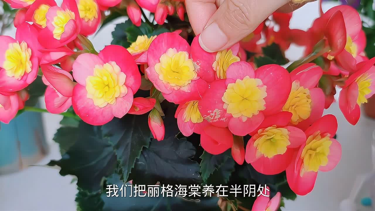 办公室桌面绿植小盆栽喜阴，绿色生活的雅致之选