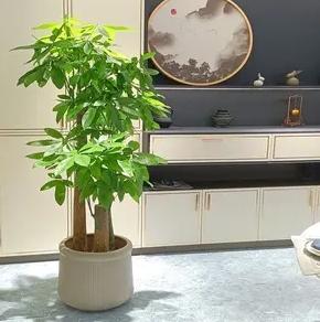 室内绿植盆栽，大个绿植盆栽好养活，美化家居的理想之选