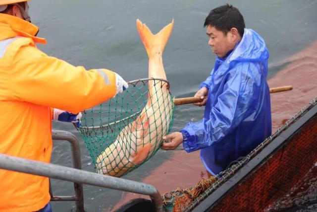 千岛湖八小地址详解，地理位置、历史背景及学校概述