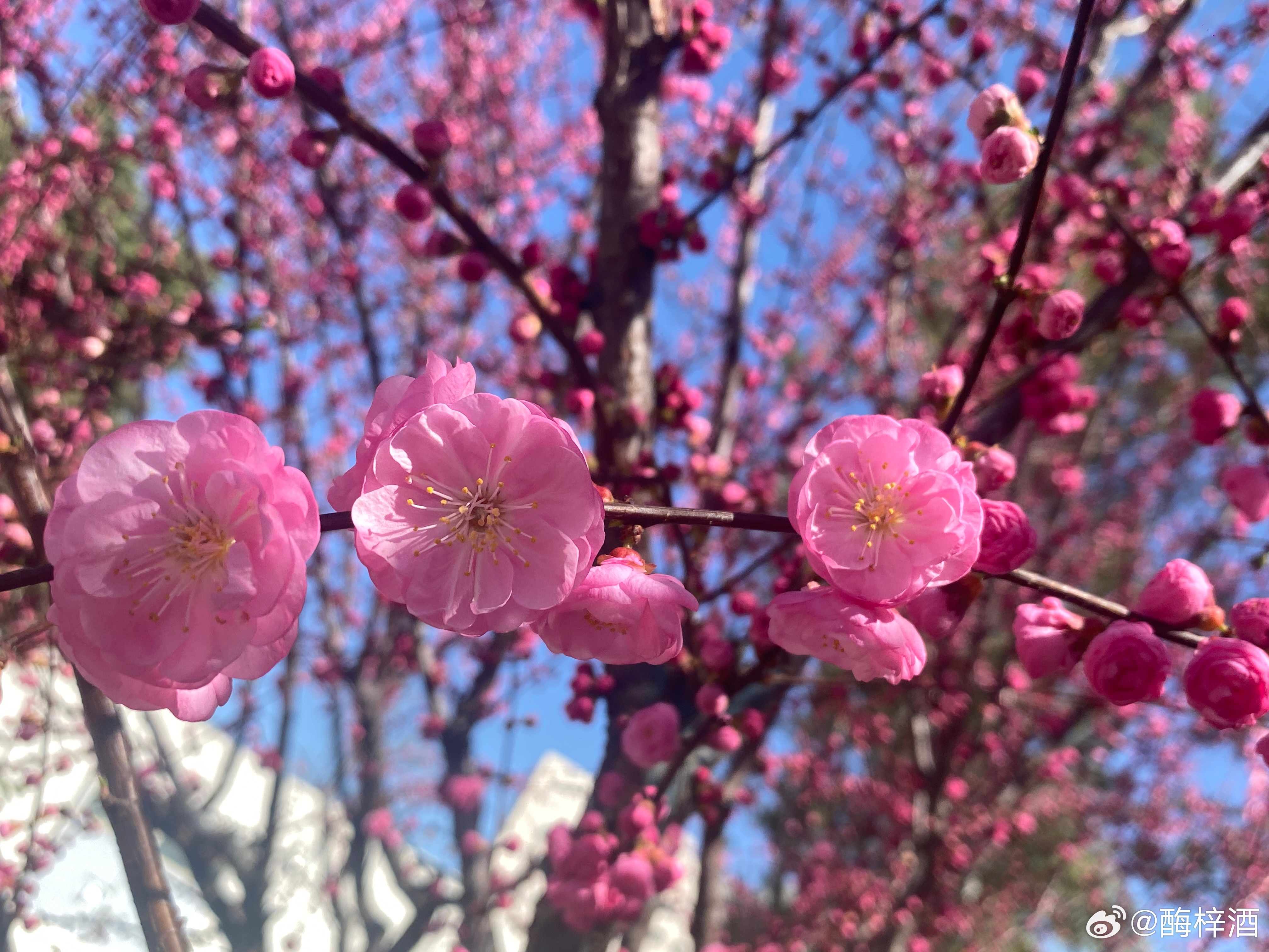 北京奥林匹克公园梅花之美