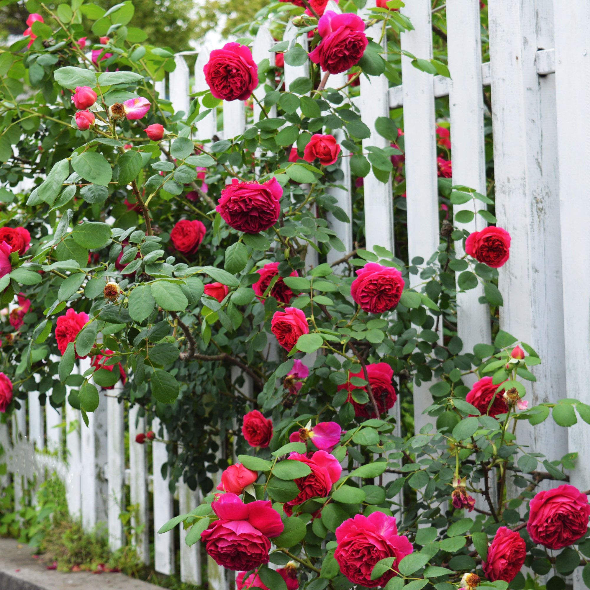 室内花卉绿植玫瑰花盆栽，美化家居的优雅之选