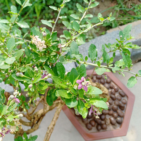 室内盆栽，红色绿植的养护之道