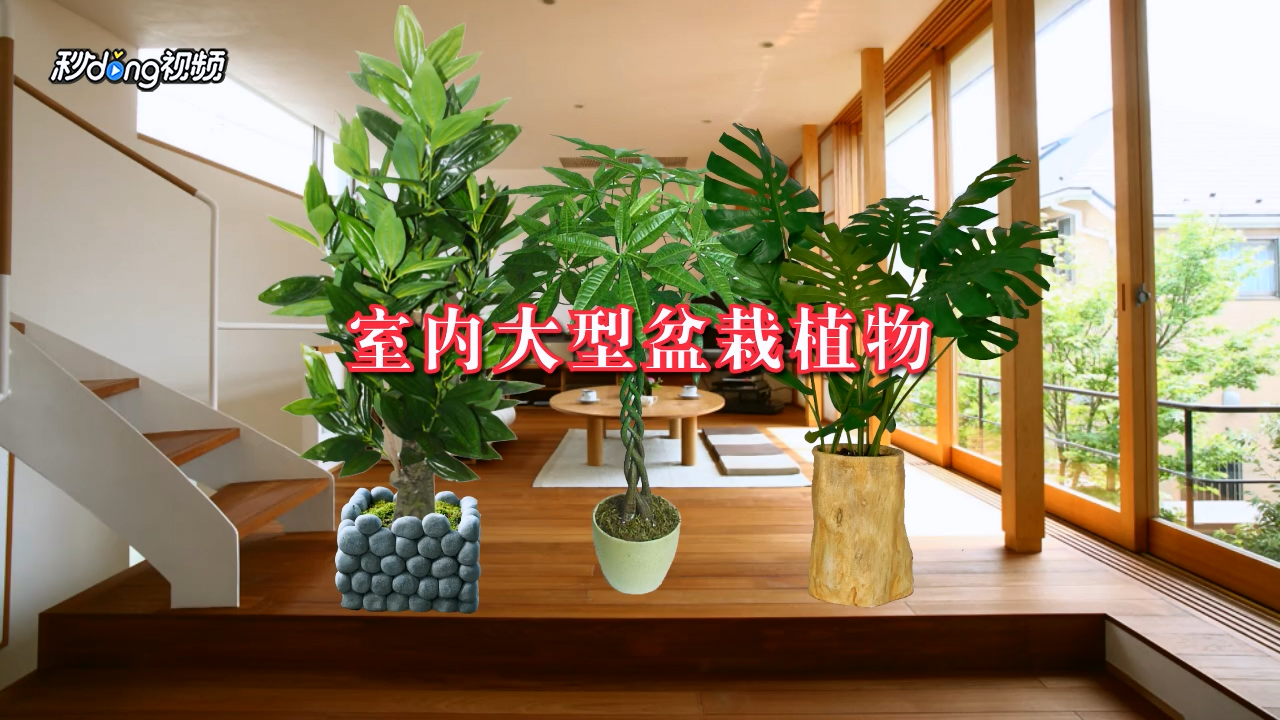 室内大盆绿植盆栽种植攻略