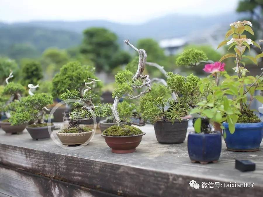 室外小型绿植盆栽的魅力与养护