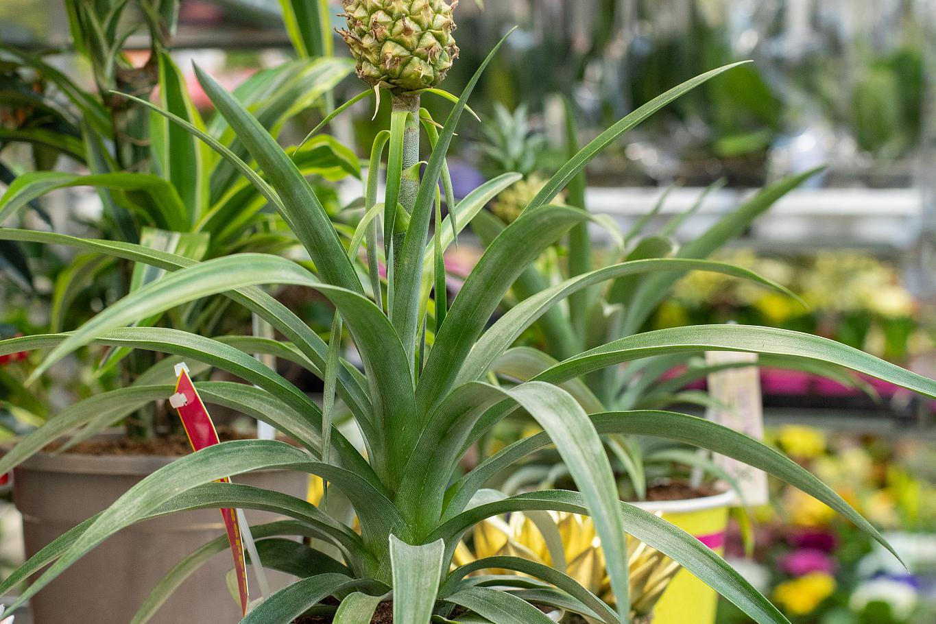 办公室绿植盆栽菠萝的魅力与益处