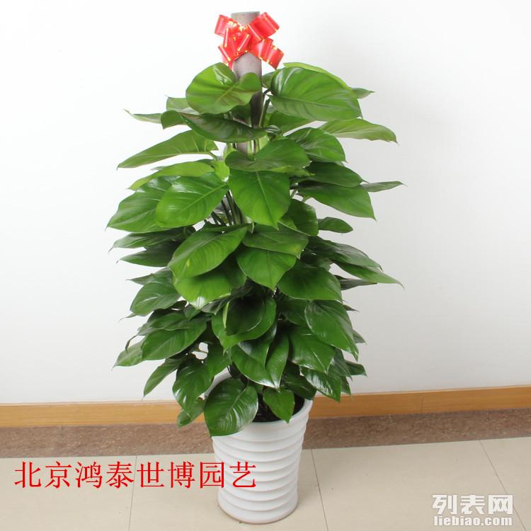 办公室桌面绿植盆栽推荐