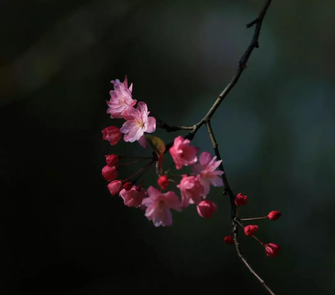 海棠花绿植盆栽室内，美化家居的优雅之选