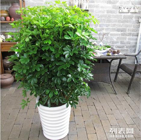 室外大型绿植盆栽价格研究，市场趋势与影响因素探讨