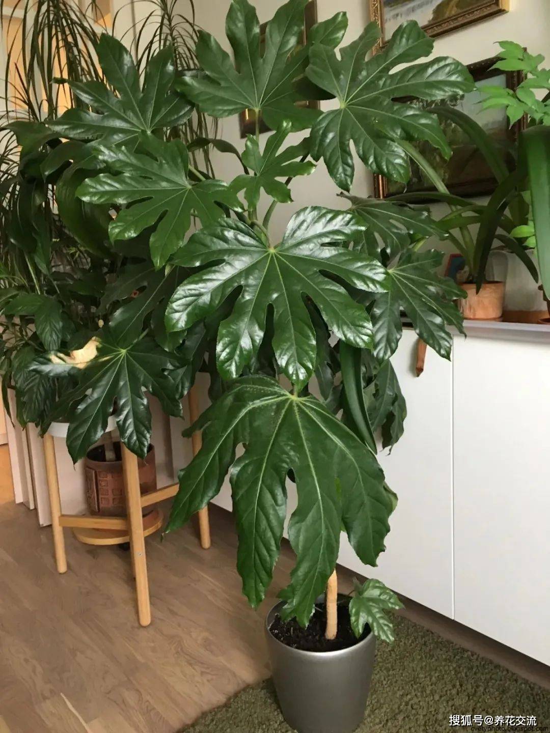 室内绿植之选，南天竹大型盆栽的魅力与种植技巧