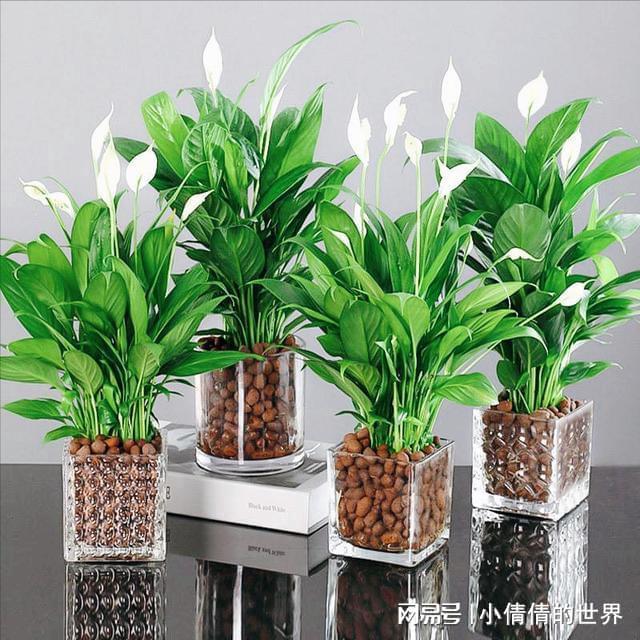 办公室开花绿植水培盆栽，美化工作环境的新选择