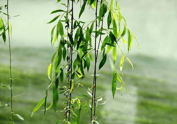 室内大盆绿植盆栽，不水培的绿意之美