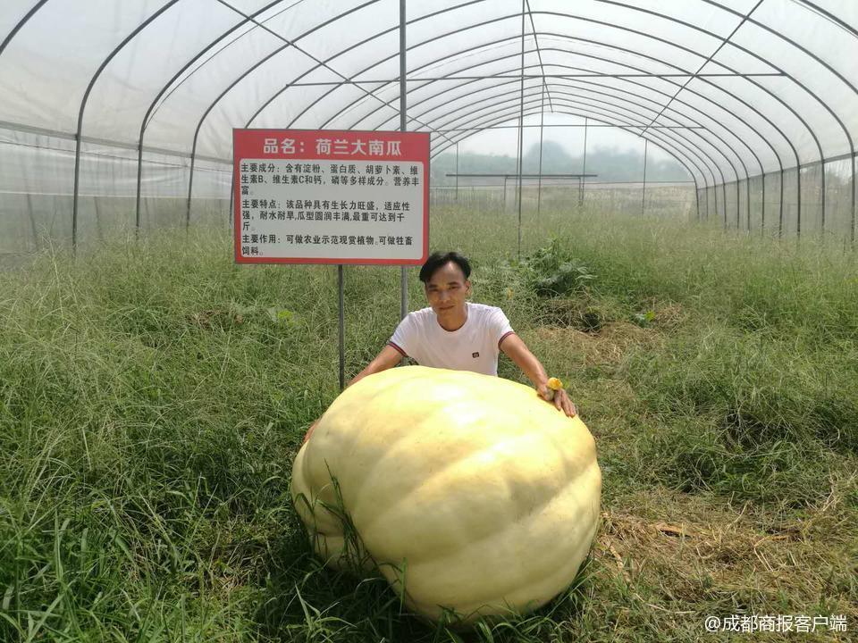 室内绿植盆栽养护浇水专用推车，打造绿色家居的得力助手