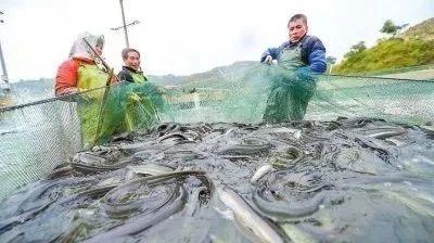 富阳千岛湖鱼鲜馆，品味鱼鲜美食的理想之地