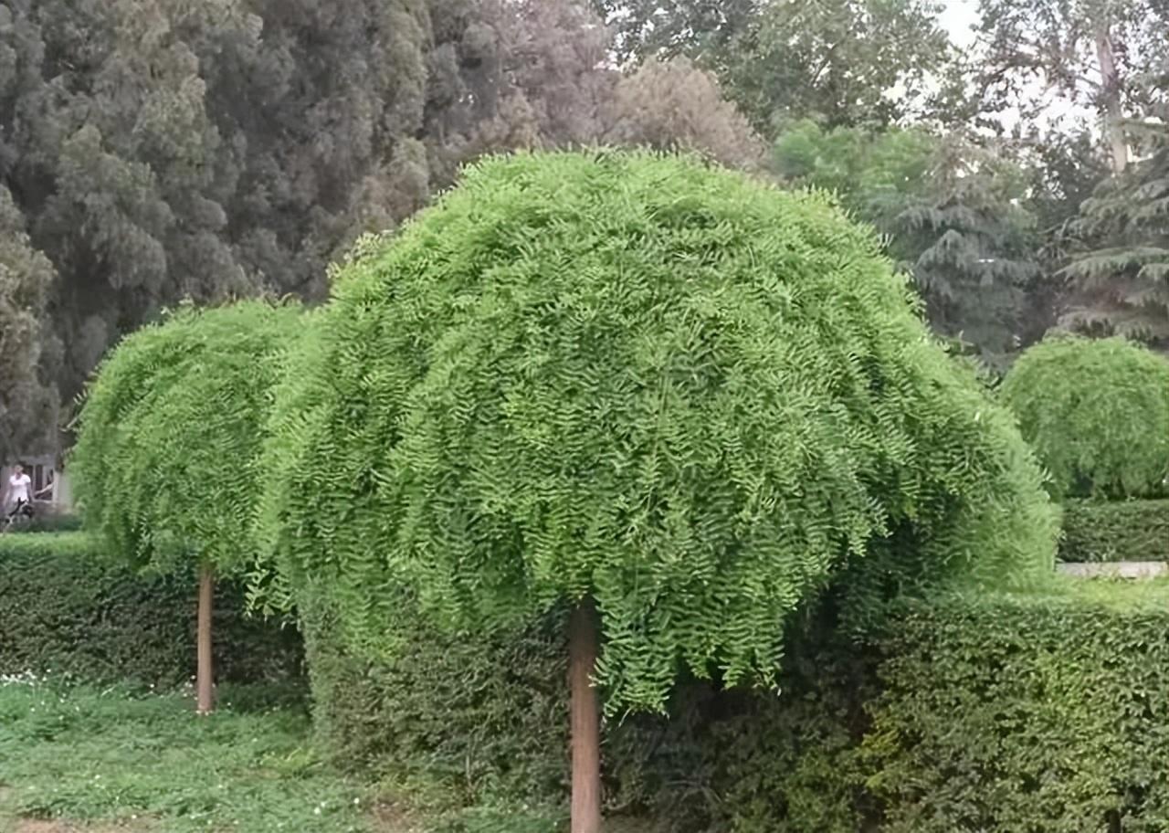 室内绿植盆栽，豆科植物与家居生活的完美结合