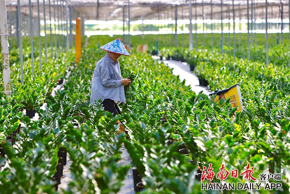 乐东佛罗金钱树盆栽——室内绿植的新宠