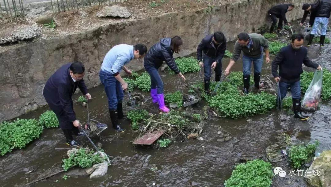 室内绿植盆栽水竹，美化家居的优雅之选